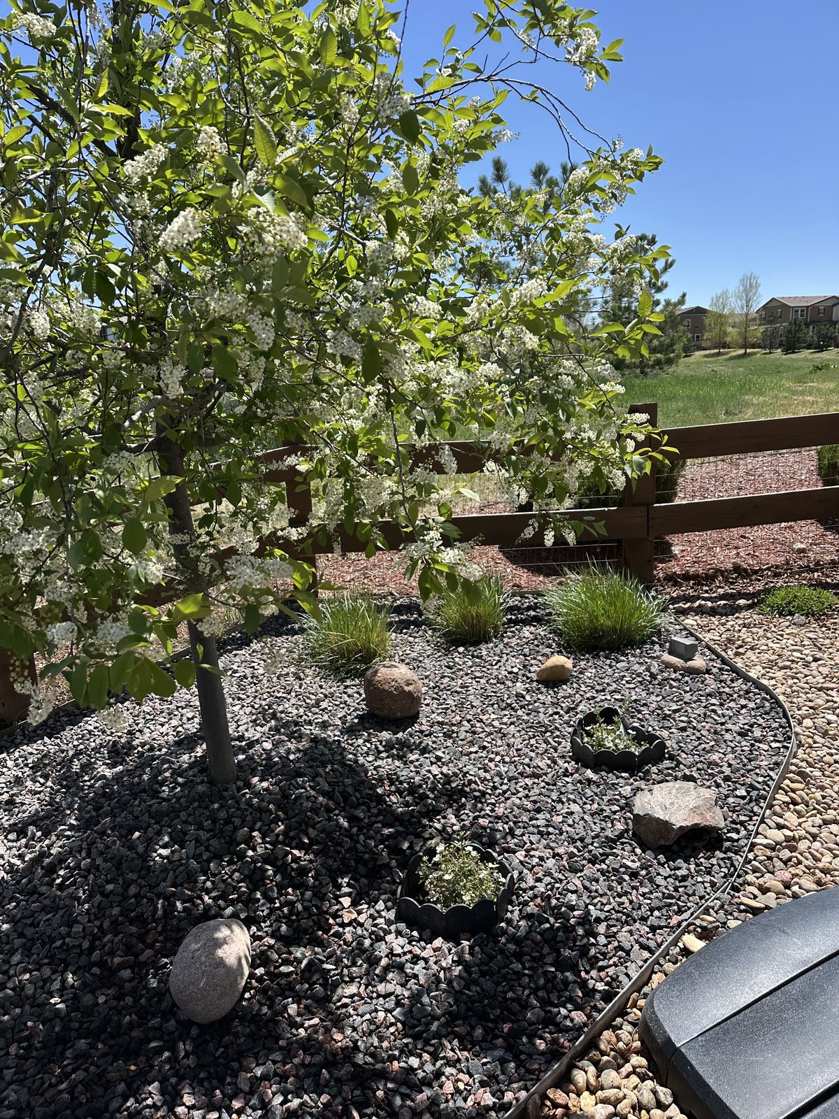 Flowering specimen tree in a rock mulch bed with boulders and ornamental grasses
